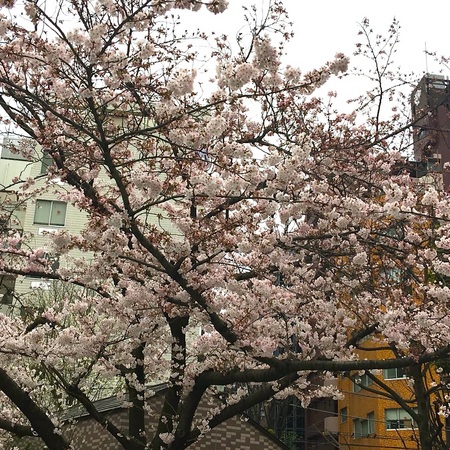 hanami2016_sakura.jpg